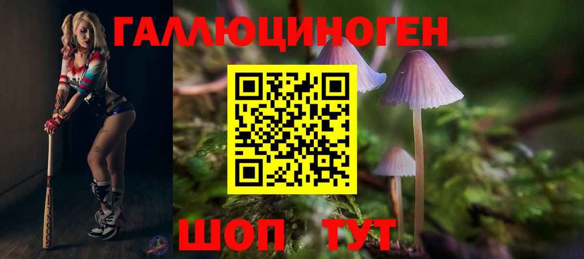 Курчалой  что такое   Вход с VPN  Псилоцибиновые грибы мицелий 